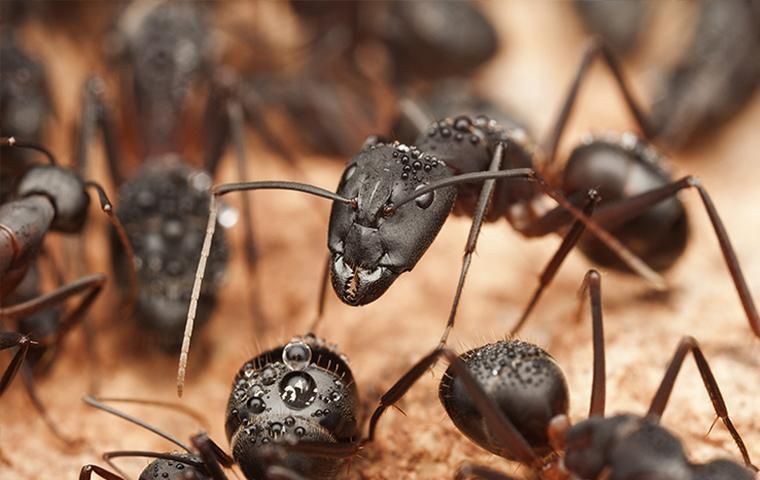 The Best Plugin Traps to Get Rid of Ants, Roaches, and Other Pests