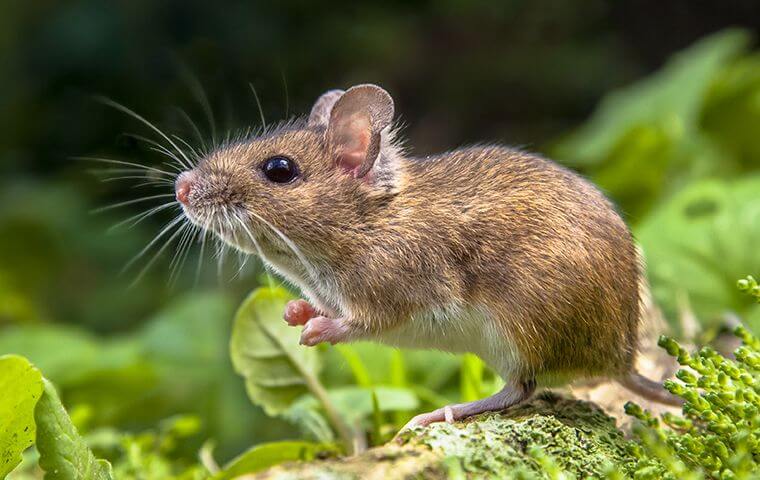 The Best Rodent Control DIY Tips & Tricks - Green Pest Management