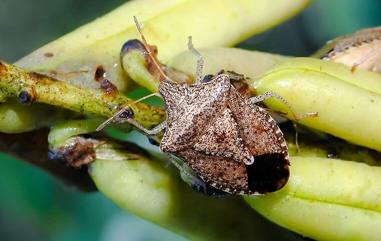 https://www.greenpestmgmt.com/wp-content/uploads/2020/12/stink-bug-control.jpg